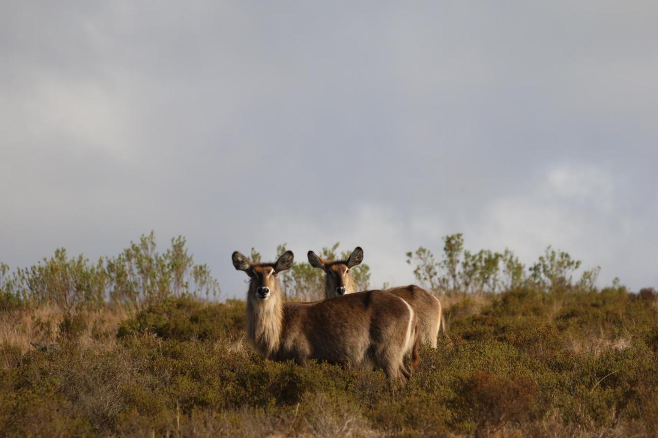 Garden Route Safari Camp Ξενοδοχείο Μόσελ Μπέι Εξωτερικό φωτογραφία