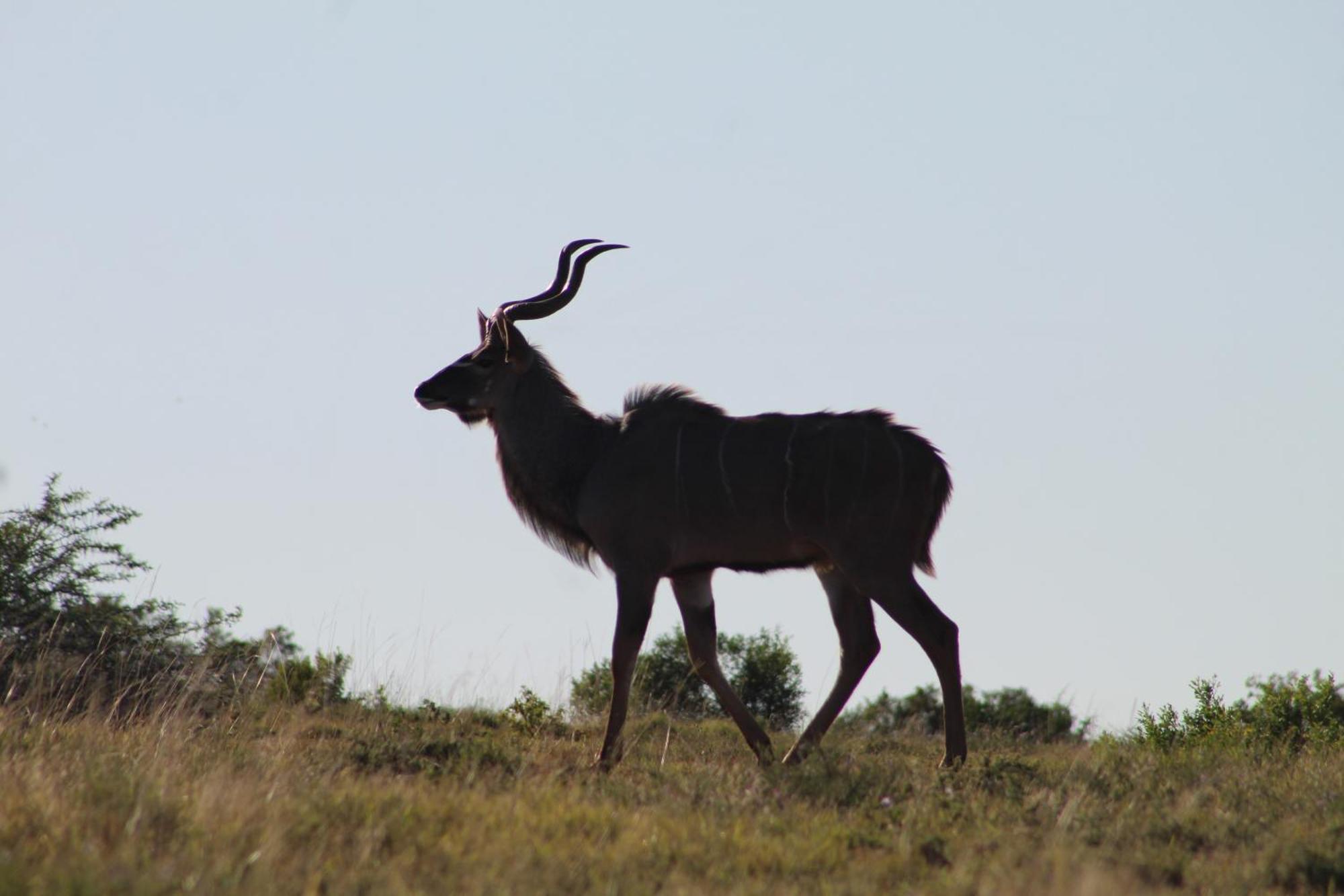 Garden Route Safari Camp Ξενοδοχείο Μόσελ Μπέι Εξωτερικό φωτογραφία