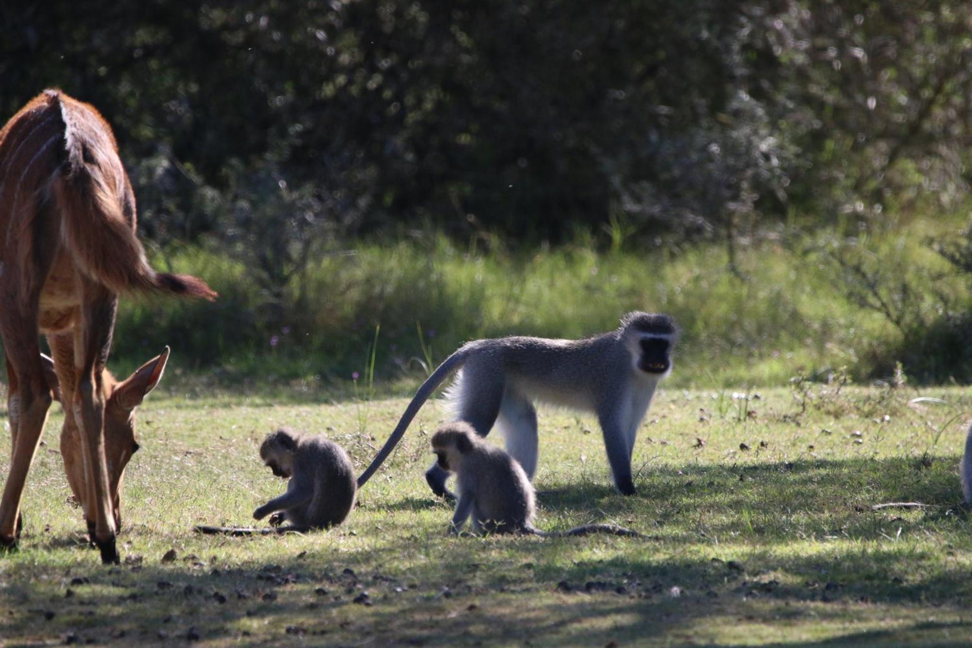 Garden Route Safari Camp Ξενοδοχείο Μόσελ Μπέι Εξωτερικό φωτογραφία