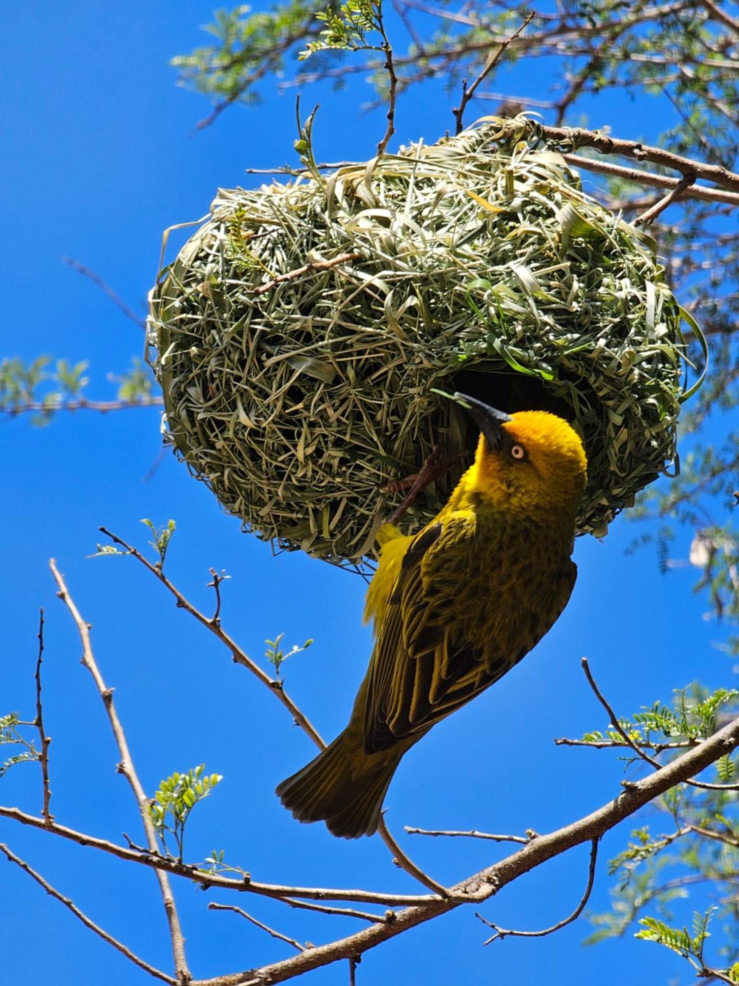 Garden Route Safari Camp Ξενοδοχείο Μόσελ Μπέι Εξωτερικό φωτογραφία