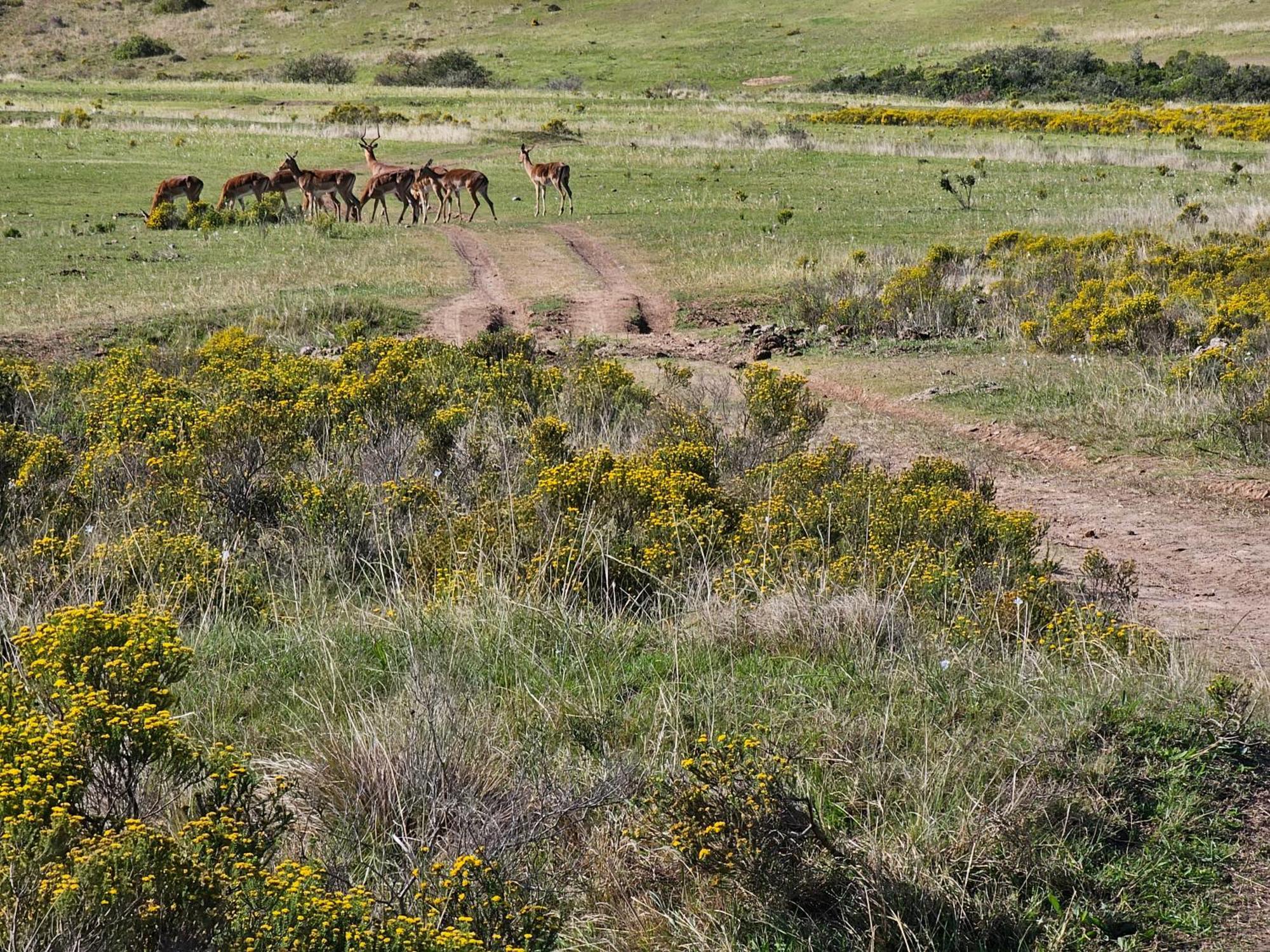 Garden Route Safari Camp Ξενοδοχείο Μόσελ Μπέι Εξωτερικό φωτογραφία