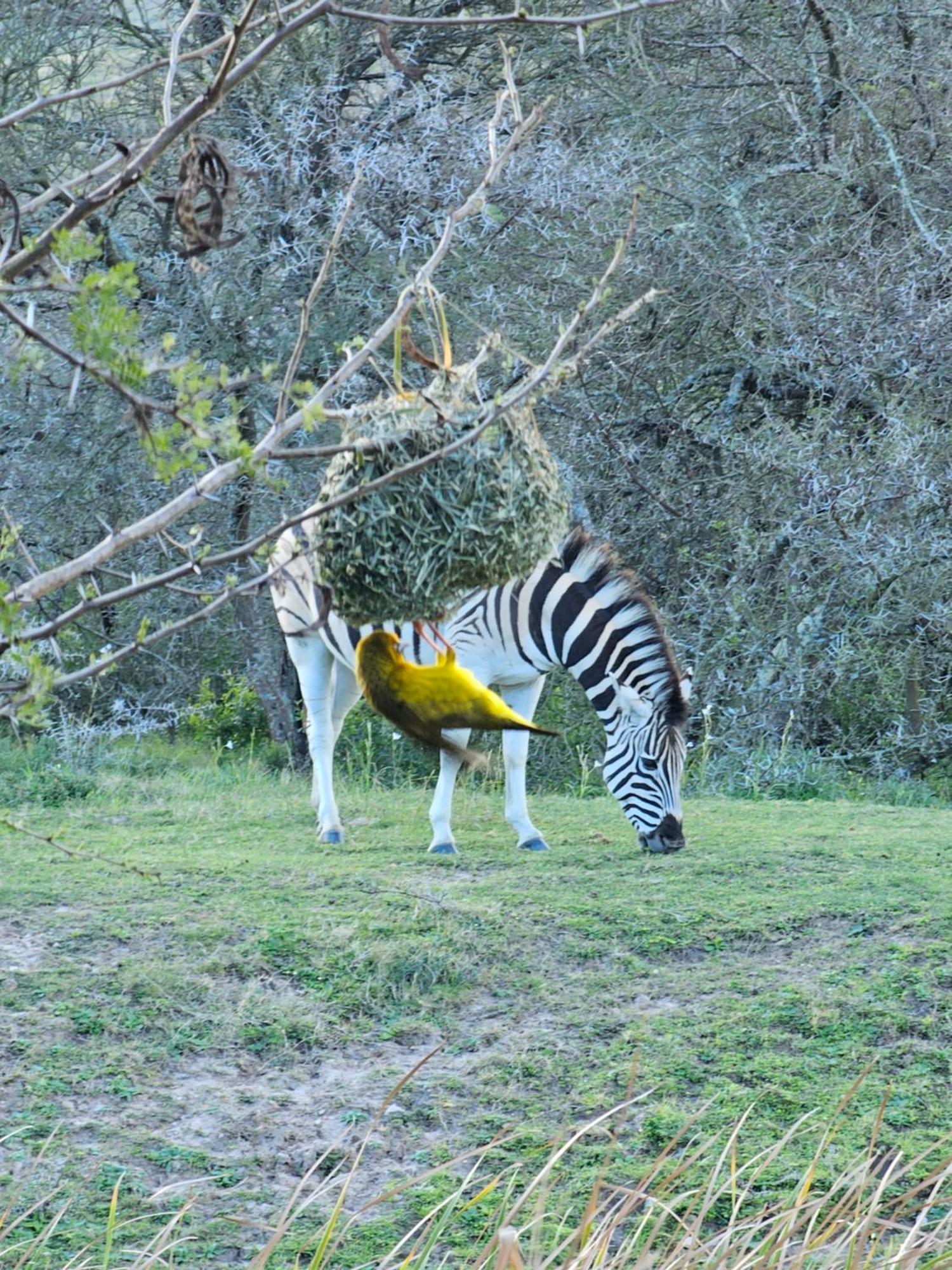 Garden Route Safari Camp Ξενοδοχείο Μόσελ Μπέι Εξωτερικό φωτογραφία